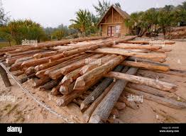 Image result for Androstachys