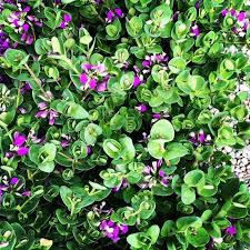 Image result for Polygala petitiana