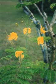 Image result for Caesalpinia cassioides