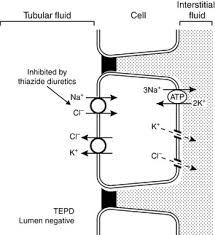 Image result for Transtubular Potassium Gradient