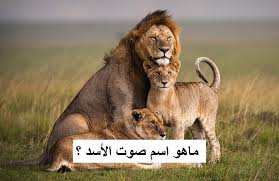 ماهو اسم صوت الأسد ليدي بيرد