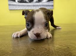 Our expert staff of highly trained professionals aid you in finding the perfect new boston puppy in new boston terrier puppies are the silly class clowns of all the canines. Westchester Puppies Boston Terrier Puppies