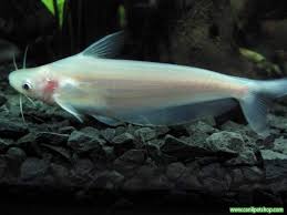 Kopek Baligi Pengasus Beyaz 1 Adet 5 6 Cm
