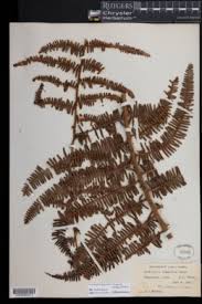 Image result for Dicranopteris elegantula