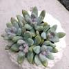 Many of the #succulent we own we do not know the name of. Https Encrypted Tbn0 Gstatic Com Images Q Tbn And9gctbv8q7lfkxpbvhsbwidp31yikmn1 Hxawxncfe2qb 55kjfult Usqp Cau