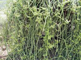 Image result for Cissus glaucophylla