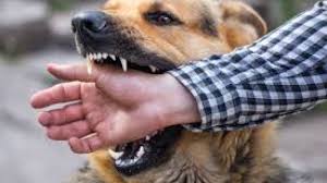 Secara umum, setiap mimpi yang di dalamnya terdapat objek anjing bisa merupakan pertanda baik atau malah sebuah pertanda buruk. 10 Arti Mimpi Digigit Anjing Tidak Hanya Soal Pengkhianatan Lho Cintalia Com