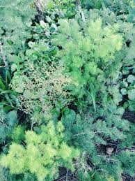 Image result for Asparagus macowanii