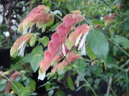 Image result for Belonophora coffeoides