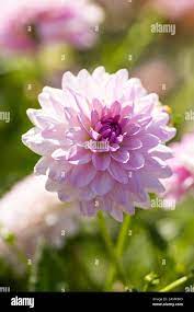 Dahlia Valentino close up with isolated background Stock Photo - Alamy
