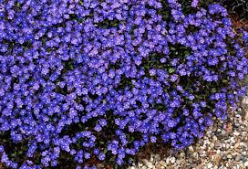 Comprising more than 250,000 species, they are our main sources of food crops, timber, fibers, vegetable oils, gums, herbs, spices, flavorings, drugs, stimulants, and narcotics. Veronica Georgia Blue Hello Hello Plants Garden Supplies