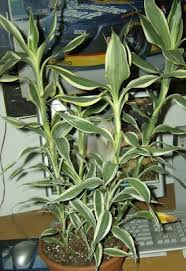 Image result for Dracaena sanderiana