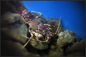 Image result for Palinurus elephas