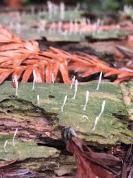 Image result for Multiclavula mucida