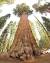 Redwood Sequoia