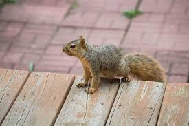 Other than the food they find in their habitats like vegetables, fruits, nuts, plant materials, bird's eggs, insects and fungi, squirrels have also adapted to eat food they find in human habitats like birdseed, cereals, pet food, cheese, and trash. Can Squirrels Eat Pumpkin Seeds And Are They Beneficial Wigglywisdom Com