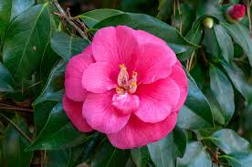 Check spelling or type a new query. Camellia Japonica Wikipedia