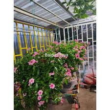 Cara budidaya vinca (tutorial lengkap). Buy Vinca Seed 1pc Biji Benih Vinca 1biji Tegak Juntai Separa Gantung Seetracker Malaysia