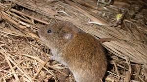 We did not find results for: Field Vole The Wildlife Trusts