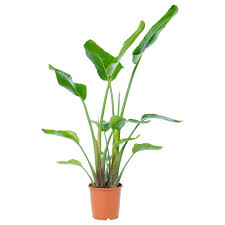 White Bird Of Paradise Houseplant Care Strelitzia Potted Plant White Bird Of Paradise Ikea In 2020 Potted Plants Outdoor Ikea Plants Birds Of Paradise Plant