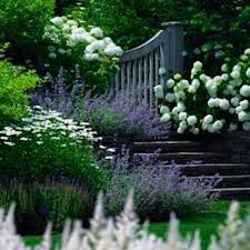 Plain White Hydrangea Annabelle Catmint Lambs Ear And Marguerite Daisies Pretty Gate And Stones Steps Hortensien Garten Garten Garten Pflanzen