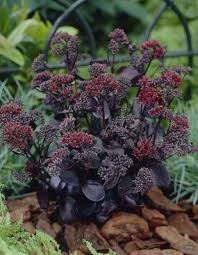 Bluestone Amazing Plant Selection In Eco Friendly Plantable Pots Plants Sedum Plant Sedum