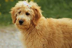Learn how to housebreak a puppy in 6 days for free. Goldendoodle Breed Information Facts And Care Tips Guide My Dogs Info