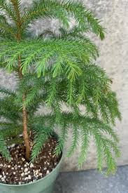 Image result for Araucaria heterophylla