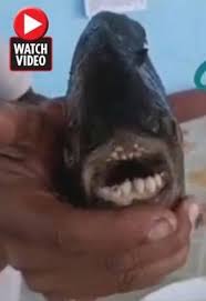 We did not find results for: Mutant Testicle Eater Fish With Human Like Teeth Found By Fisherman Daily Star