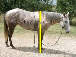 Measure Horse Height