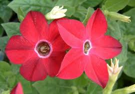 Image result for Nicotiana