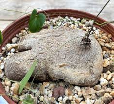 Image result for Pterodiscus angustifolius