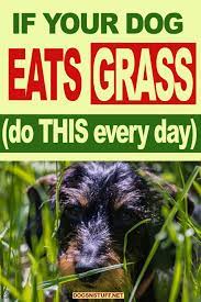 Pin On Dog Training Tips