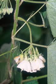 Image result for Dombeya torrida