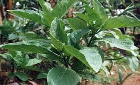 Image result for Vernonia amygdalina