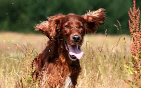 There are so many shows and movies to choose from that it seems almost impossible to choose what to watch. Irish Setter Breed Guide Learn About The Irish Setter