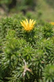 Image result for Chenolea