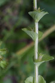 Image result for Tridactyle filifolia