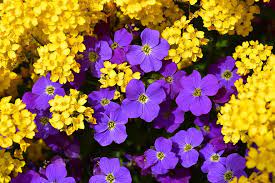 When fully in bloom, the plant has large round clusters of flowers. Flowers Mats Flower Purple And Yellow Flowers Of Massive Flower Decorative Plants Botany Spring Flowering Beautiful Flowers Pretty Flowers Flowers Of Bocage Garden Pikist