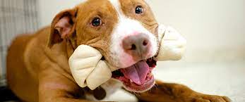 Food And Treats For Dogs With No Teeth Dental Care For Pitbulls