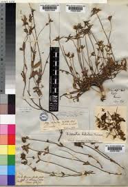 Image result for Antherotoma debilis