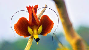 Wallpaper Hd Images Of Birds Of Paradise The Incredible Birds Of Indonesia Beautiful Birds Bird Pictures Tropical Birds