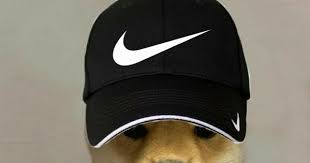 Perro Dog Dog Memes Dogs Puppies