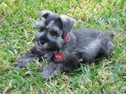 Check spelling or type a new query. Teacup Toy And Miniature Schnauzer Puppies For Sale Schnauzer Puppy Miniature Schnauzer Puppies Puppies For Sale