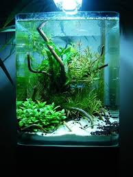 55 Wondrous Aquarium Design Ideas For Your Extraordinary Home Decoration Akvaryum Balik