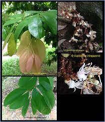 Image result for Cynometra alexandri