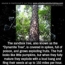It is also present in parts of tanzania, where it is considered an invasive species. The Sandbox Tree Also Known As The Dynamite Tree Tumbex