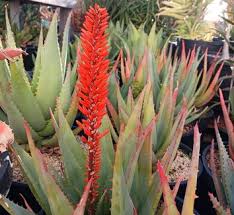 Image result for Aloe arborescens × inyangensis