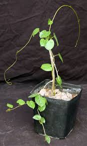 Image result for Tinospora fragosa