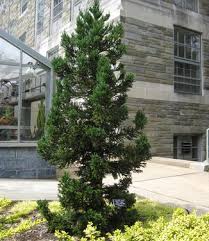 Image result for Cryptomeria